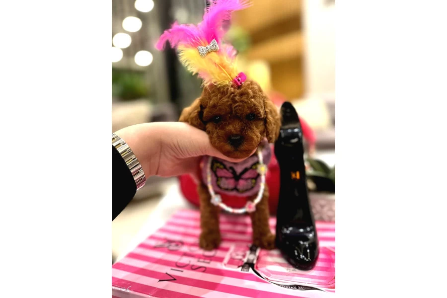 Yavru Poodle galeri görseli 4