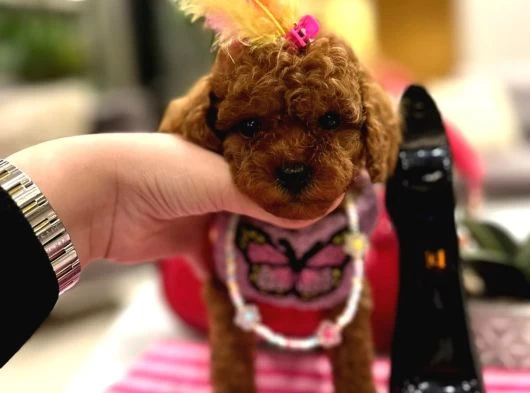 Yavru Poodle galeri görseli