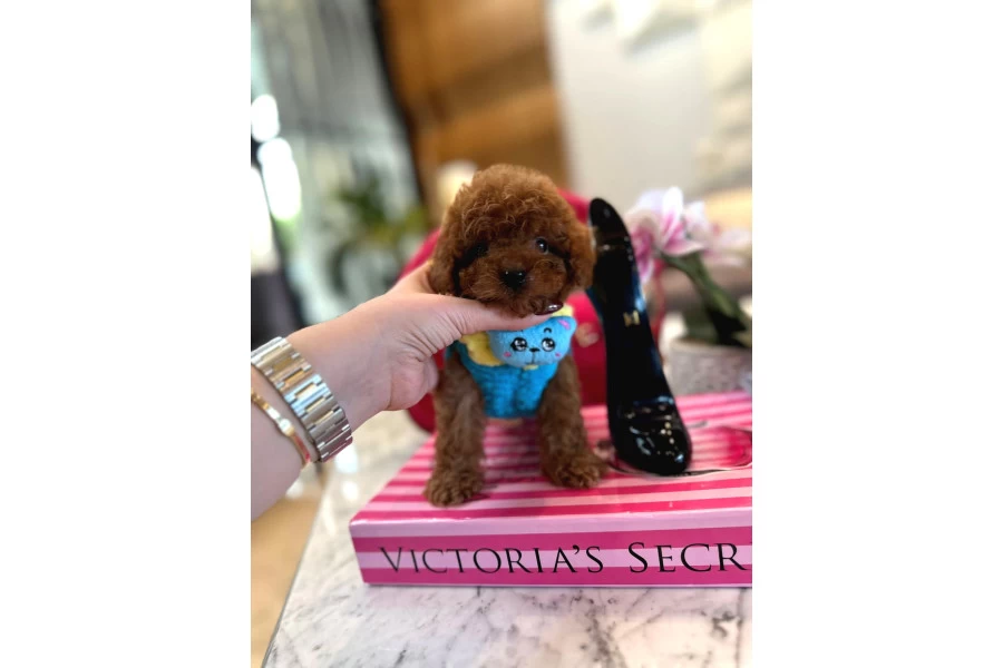 Yavru Poodle galeri görseli 3