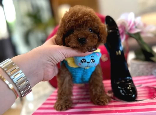 Yavru Poodle galeri görseli
