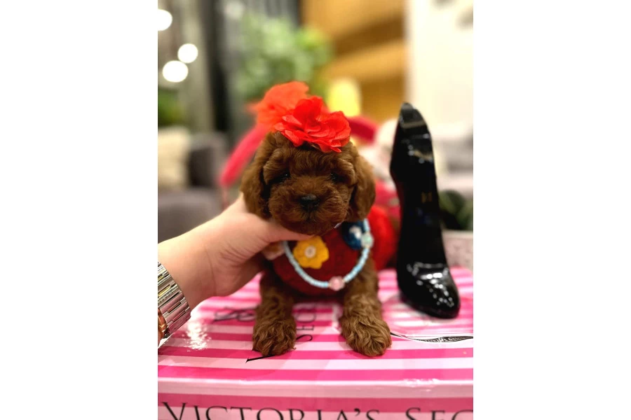 Yavru Poodle galeri görseli 2