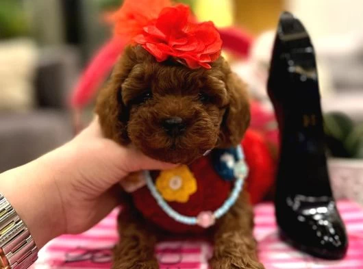 Yavru Poodle galeri görseli