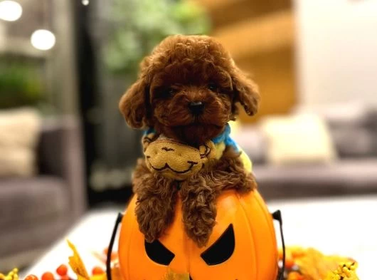 Yavru Poodle
