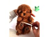 Mini Poodle Yavrumuz