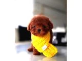 Mini Poodle Yavrumuz galeri görseli 2