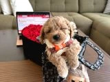 Maltipoo Bebekler galeri görseli 3