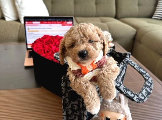 Maltipoo Bebekler galeri görseli
