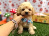 Maltipoo Bebekler