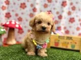Maltipoo Bebekler galeri görseli 2