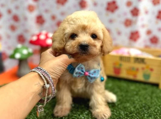 Maltipoo Bebekler galeri görseli