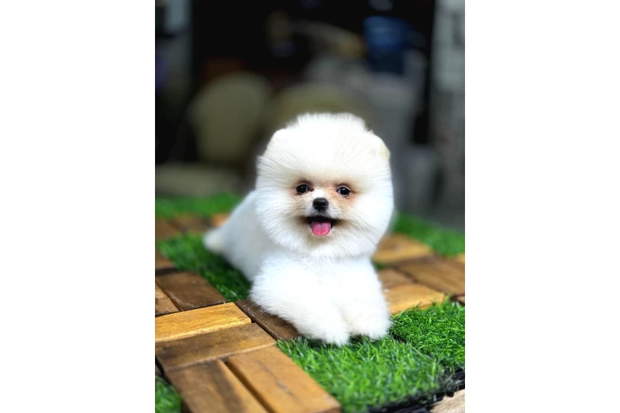 Aşılı Eğitimli Pomeranian Yavrular galeri görseli 5