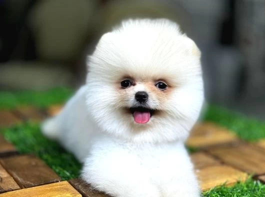 Aşılı Eğitimli Pomeranian Yavrular galeri görseli
