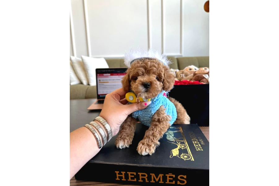 Maltipoo Bebekler galeri görseli 7