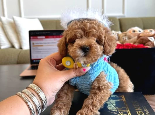 Maltipoo Bebekler galeri görseli