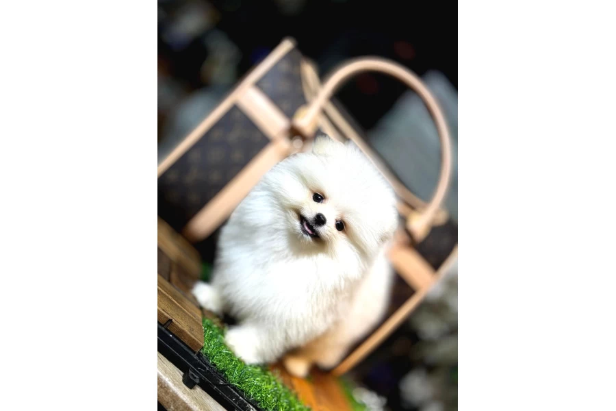Aşılı Eğitimli Pomeranian Yavrular galeri görseli 6