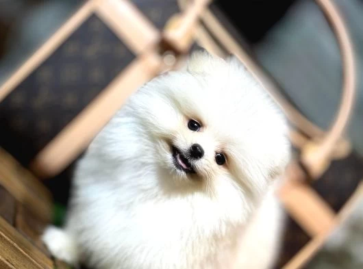 Aşılı Eğitimli Pomeranian Yavrular galeri görseli