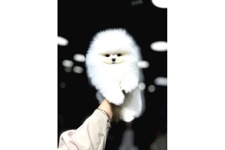 Aşılı Eğitimli Pomeranian Yavrular galeri görseli 3