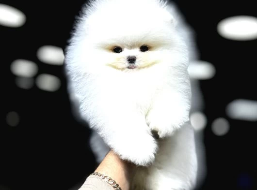 Aşılı Eğitimli Pomeranian Yavrular galeri görseli