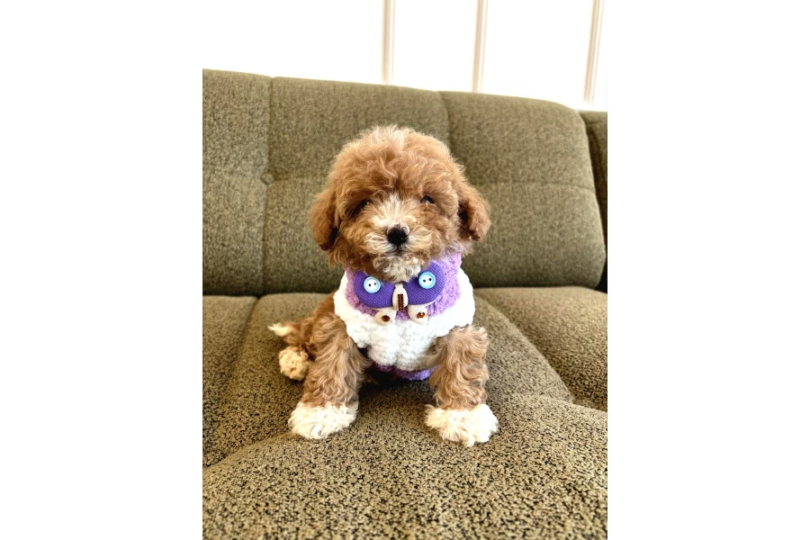 Maltipoo Bebekler galeri görseli 6