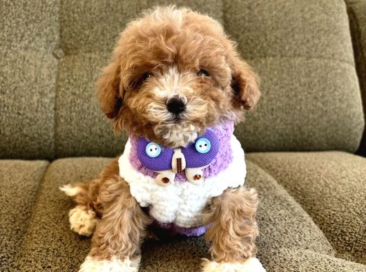 Maltipoo Bebekler galeri görseli