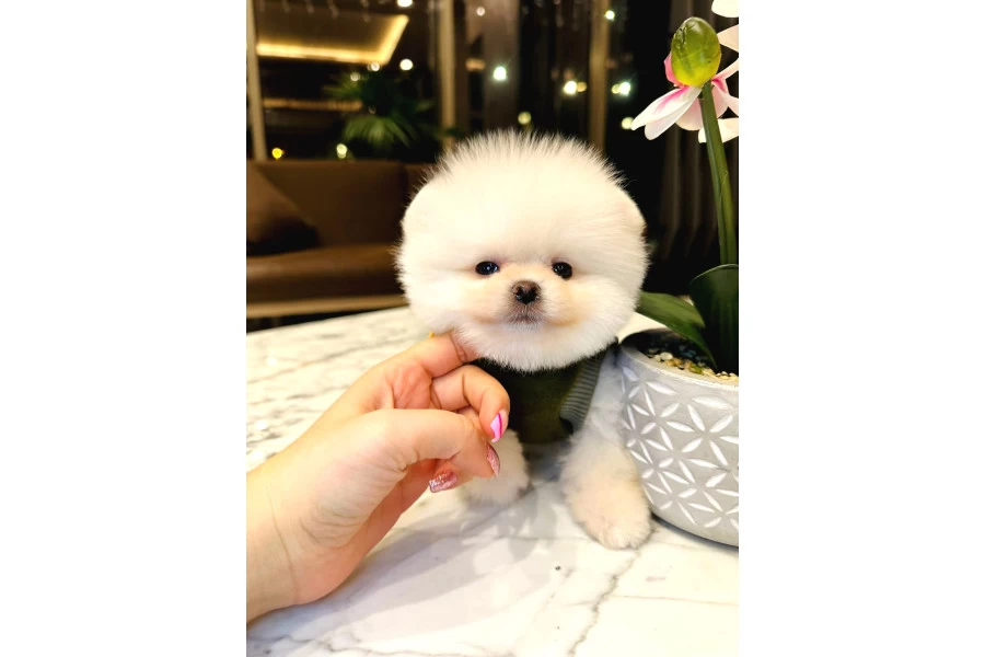 Aşılı Eğitimli Pomeranian Yavrular galeri görseli 4