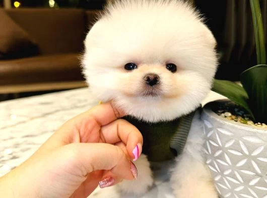 Aşılı Eğitimli Pomeranian Yavrular galeri görseli