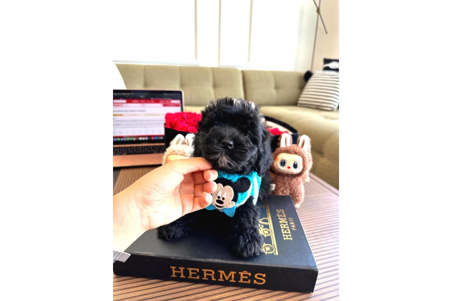 Maltipoo Bebekler galeri görseli 4