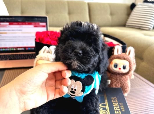 Maltipoo Bebekler galeri görseli