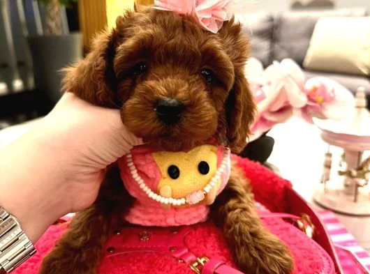 Yavru Poodle galeri görseli
