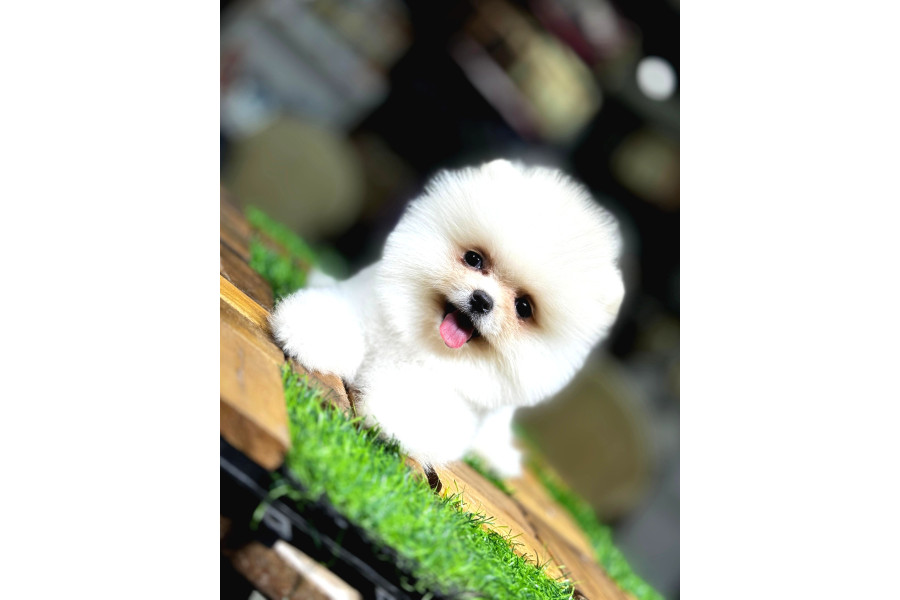 Aşılı Eğitimli Pomeranian Yavrular