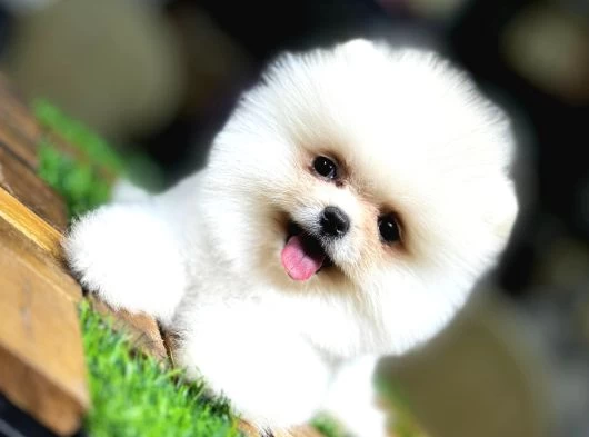Aşılı Eğitimli Pomeranian Yavrular