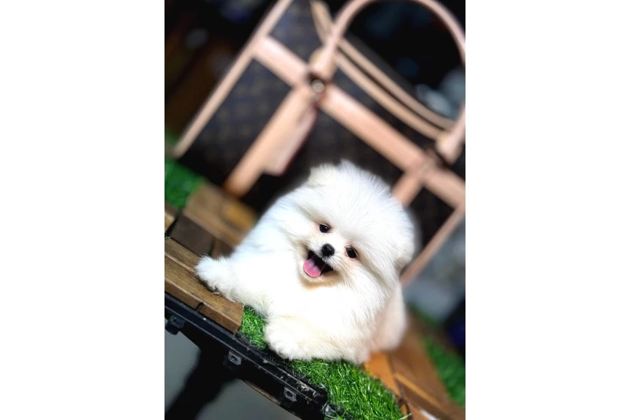Aşılı Eğitimli Pomeranian Yavrular galeri görseli 2