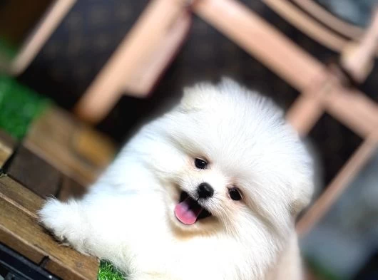 Aşılı Eğitimli Pomeranian Yavrular galeri görseli