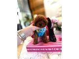 Orijinal Şecereli Sağlık Ve Irk Garantili Poodle