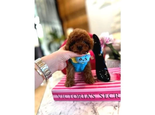 Orijinal Şecereli Sağlık Ve Irk Garantili Poodle