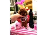 Orijinal Şecereli Sağlık Ve Irk Garantili Poodle galeri görseli 2
