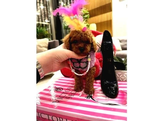 Orijinal Şecereli Sağlık Ve Irk Garantili Poodle galeri görseli