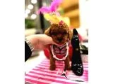 Orijinal Şecereli Sağlık Ve Irk Garantili Poodle galeri görseli 3