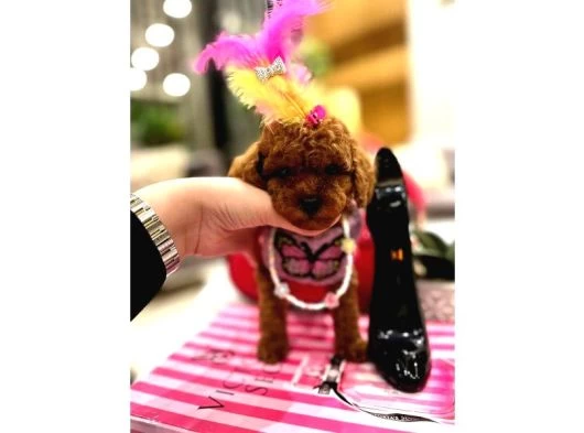 Orijinal Şecereli Sağlık Ve Irk Garantili Poodle galeri görseli