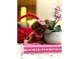 Orijinal Şecereli Sağlık Ve Irk Garantili Poodle galeri görseli 4