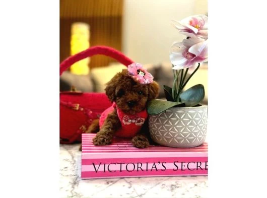 Orijinal Şecereli Sağlık Ve Irk Garantili Poodle galeri görseli
