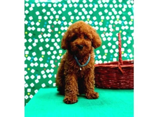 Poodle Bebeklerimiz galeri görseli