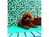 Poodle Bebeklerimiz galeri görseli 5