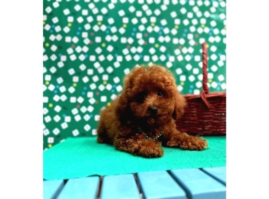 Poodle Bebeklerimiz galeri görseli