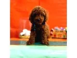 Orijinal Toy Poodle Yavrularımız