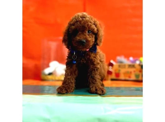 Orijinal Toy Poodle Yavrularımız