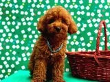 Poodle Bebeklerimiz galeri görseli 3