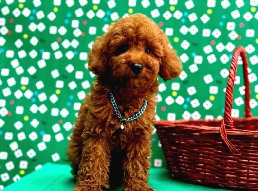 Poodle Bebeklerimiz galeri görseli