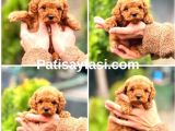Teacup Poodle Yavrularımız
