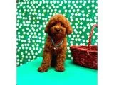 Poodle Bebeklerimiz galeri görseli 2